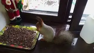 Дикие белки Карта на корм зверятам 2202 2062 6013 7323