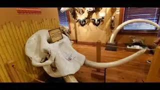 Buck Horn Saloon Museum plus Texas Ranger Museum San Antonio Texas