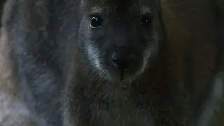 Les improbables kangourous de la fôret de Rambouillet