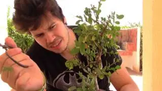 Pinzado bonsai Sageretia. Disfrutabonsai.