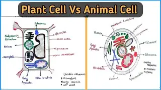Plant Cell vs Animal Cell | Class 11 Biology | Major Differences