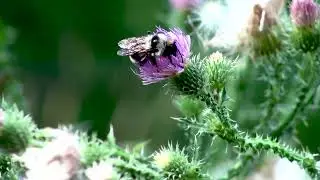 bee drinks nectar #shorts