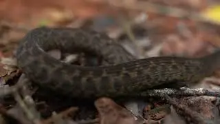 Atheris barbouri, the Uzungwe Mountain Bush Viper