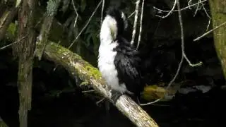 Little Shag