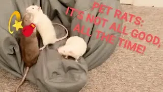 Pet Rats - 