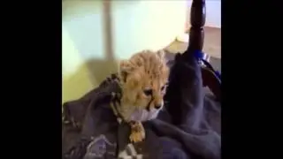 Best September Vines Compilation 2013 / Funny Vine Videos 2013 part 1