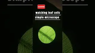 watching leaf cells by Mobile l simple microscope l amazing science experiment l #science #crazyxyz