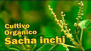 ASÍ SE CULTIVA SACHA INCHI %100 ORGÁNICO