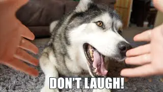My Husky Told Me Off For Laughing At Him!