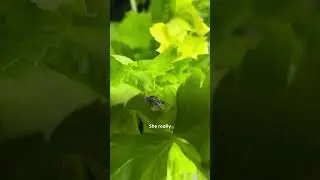 Couple Takes In Not One But TWO Jumping Spiders  | The Dodo