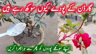 Garden Ke Sukhe Podhon Ko Thik Karne Ka Tarika | Best Homemade Organic Fertilizer 