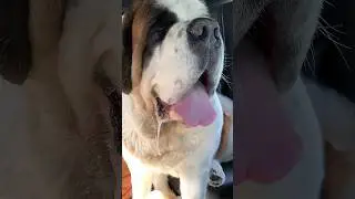 Your giant drooly hero | Facts About Saint Bernard #animalfacts #facts #shorts