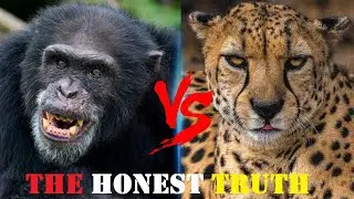 CHIMPANZEE VS CHEETAH The Honest Truth - Cheetah VS Chimpanzee Who Would Win