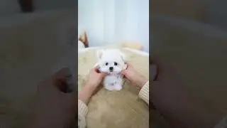 New premium tiny Bichon baby💞 - Aloha Teacup Puppies #bichonfrise #minipuppy #baby #babygirl