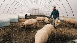 Pigs thrive in this GREENHOUSE (in winter)