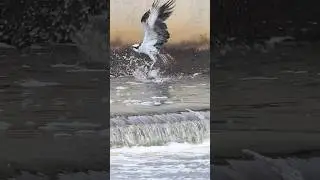 Osprey submerged takes off with a gigantic fish 🐟 #shorts #wildlife #birds #ospreys #fishing