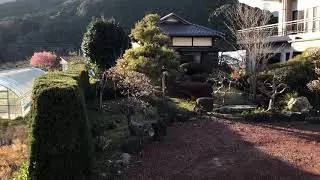 I heard the song of a Japanese bush warble. uguisu.