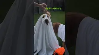 Вирусный тренд: фотосессия с привидениями и моими собаками! 👻 #ghostphotoshoot #dogtrend #goldend...