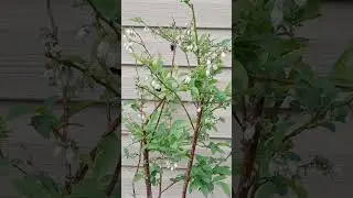 Bees pollinating the blueberries