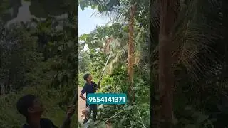 Tree Pruning Machine For All Types of Trees &  Fruit Plates