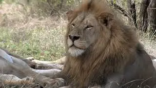 Barbary Lion  - Facts & Habitat