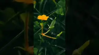 Best song nature//Instagram reels on nature photography in 2022/ mobile photography 😍😍