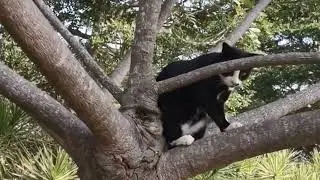 Dark #spooky #cat climbs Tree! #scary #look!