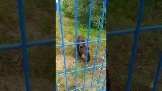 Посёлок Пангоды Мишка в гостях у Вити