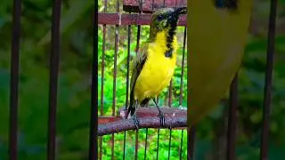 suara sogok ontong untuk pancingan sogon bahan
