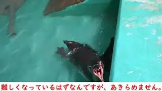 フンボルトペンギンの幼鳥、バックヤードでの一コマ