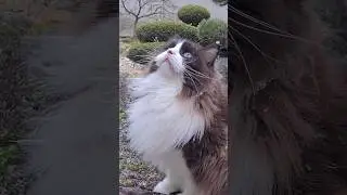 Cats reaction to unexpected snowfall (first snow 2024)