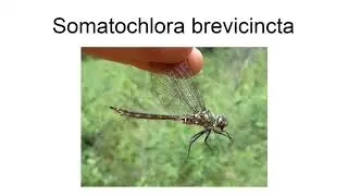 Somatochlora Brevicincta