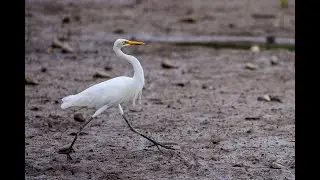 Intermediate Egret in Flight