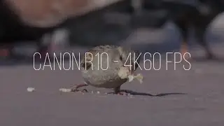 Canon R10 - 4K60 fps slow motion cinematic nature in city