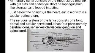 Class Ascidiacea|Ascidia