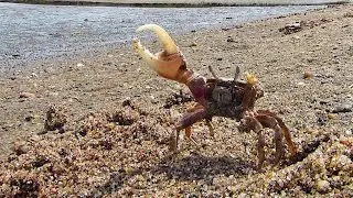 Fiddler Crab Doing A Happy Dance