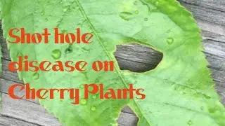 Shot hole disease on cherry plants plants | Symptoms | Management