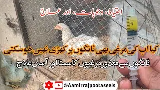 Chickens Leg Problems Treatment |Murgiyon ki Tango ki Kamzori ka Sasta ilaj |Aamir rajpoot aseels