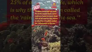 Coral Reefs: Rainforests of the Sea | JOT DOWN