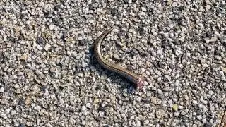 Padalec odrzuca ogon 🐍 Padalec zwyczajny (Anguis fragilis) 7.07.2023