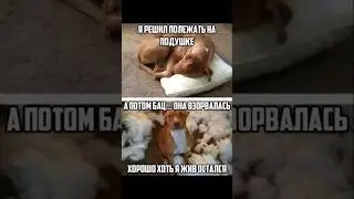 Он же просто полежат хотел😂😂 #шуточное #смех #мем #смехпродлеваетжизнь
