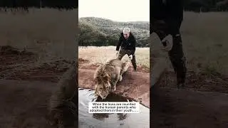 The excitement of reunion3 #animals #animalfriendshipgoals #lion #love #lovestory #sincerity  #cute