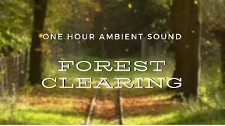 1 Hour Ambient Sound - Forest Clearing