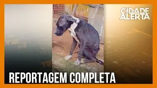 Tutores s&atilde;o presos em flagrante ap&oacute;s resgate de c&atilde;es em situa&ccedil;&atilde;o de maus-tratos em Arax&aacute;