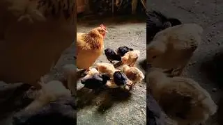 Baby chicks eating  food #youtubeshorts #ytshort #viral #animals