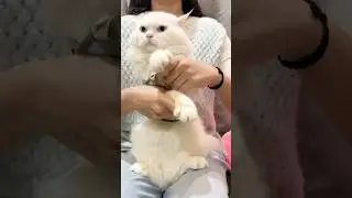 My Chinese transition #viral #cat #petsrule #funny #trading  #cute #transition #music #chinese
