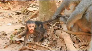 Heart Breaking!! Baby Bellona cry seizures so hurt by Tara dragged, Bellona cry till exhausted.
