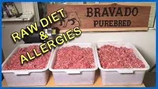 RAW DIET: Step by Step How I Feed My Dogs w/ Allergies (2018)