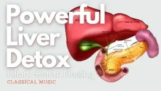 ♫ Powerful Liver Detox! ~ Gallbladder + Pancreas + Liver Healing ~ Classical Music