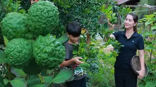 Have you ever taste Kaffir lime like this | Kaffir lime pick and eat | Sros yummy cooking vlogs